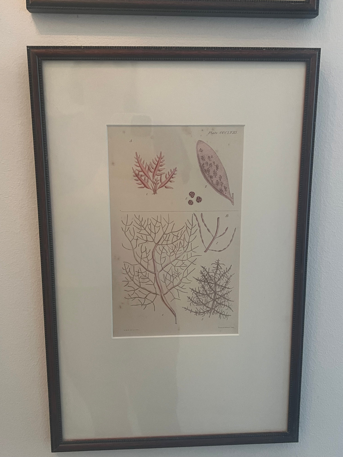 Set of Four Vintage Coastal Botanical Prints