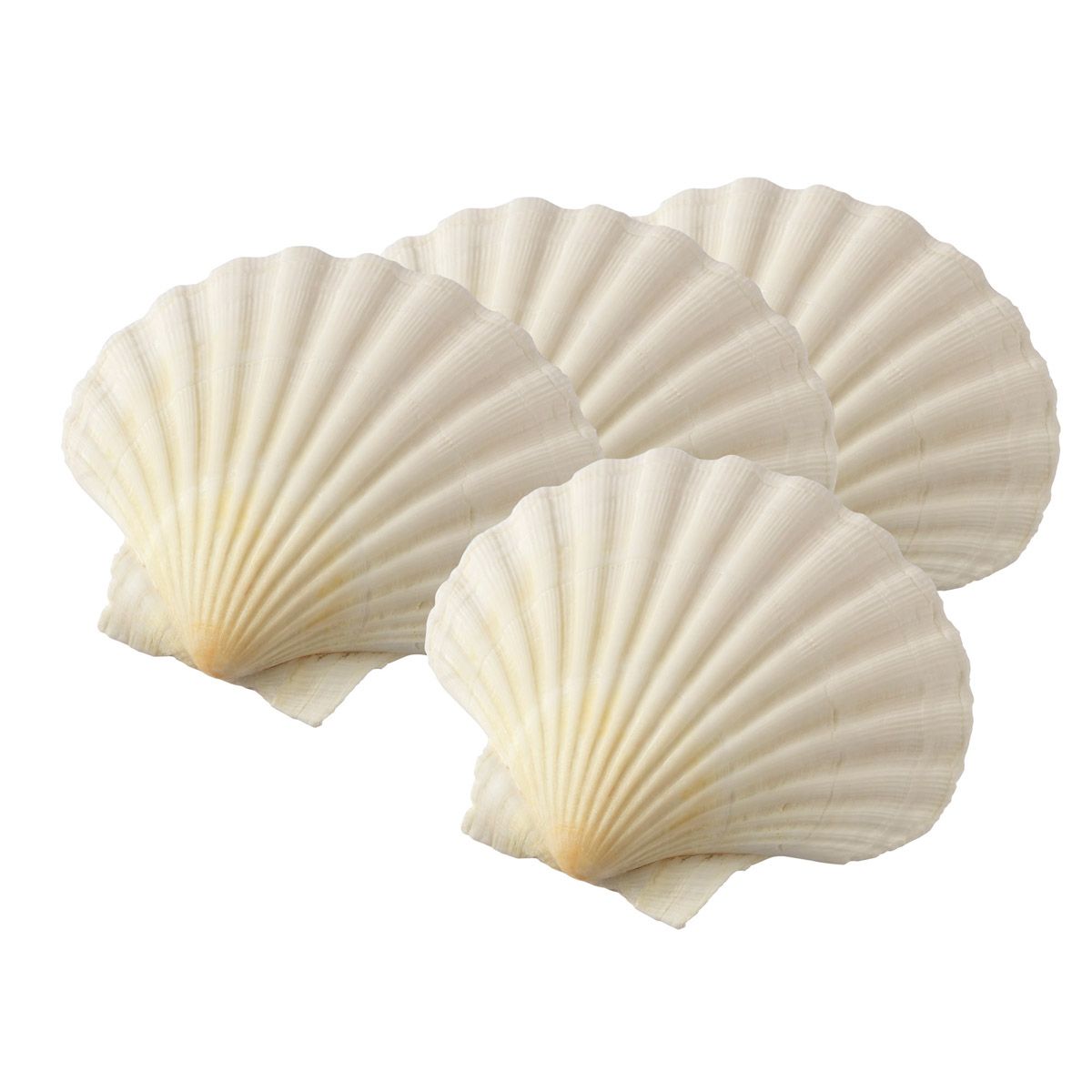 Natural Baking Shells, 4in