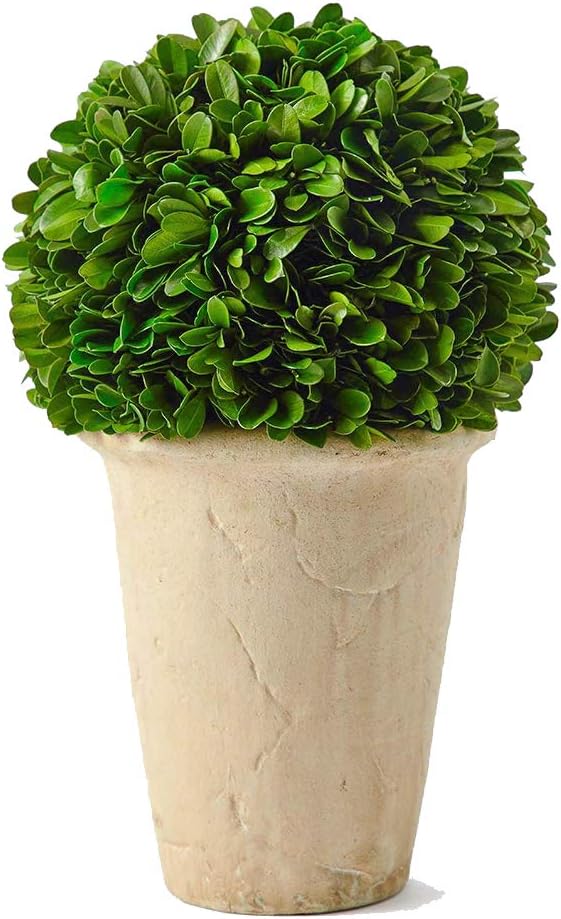 Preseverd Boxwood in Aged Pot (11")