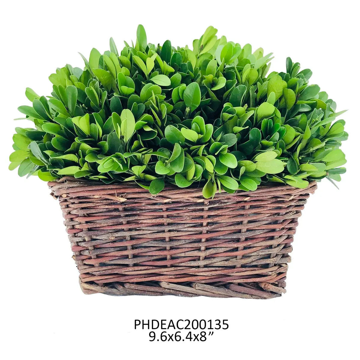 Medium Preserved Boxwood Hedge in Basket