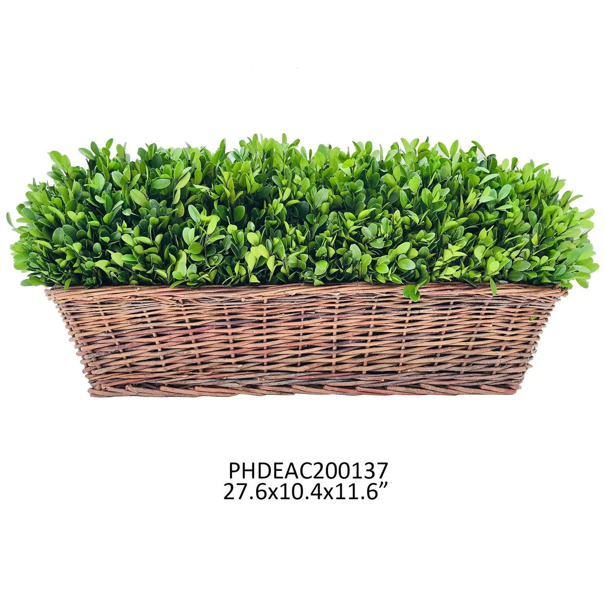 Extra Large Preserved Boxwood Hedge in Basket