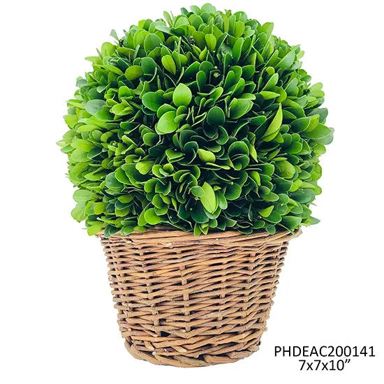 6" Preserved Boxwood Ball in Basket