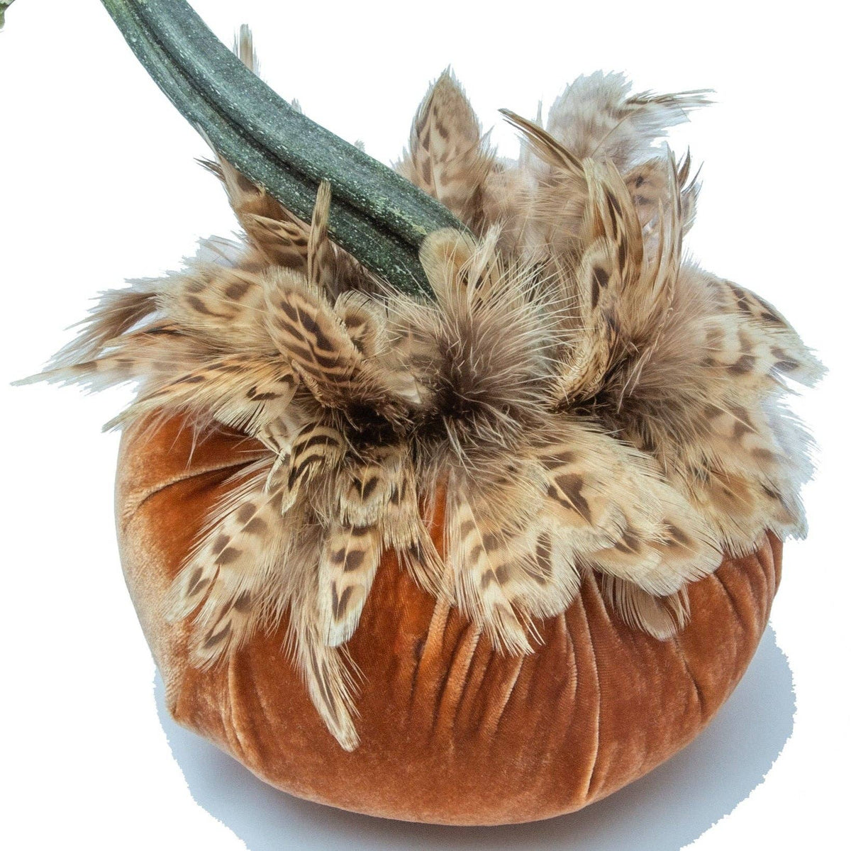 6" Spice w/Natural Ringneck Pheasant Collar