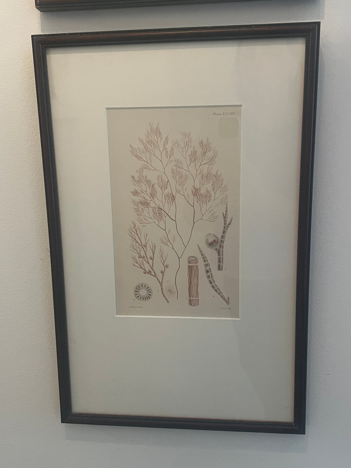 Set of Four Vintage Coastal Botanical Prints
