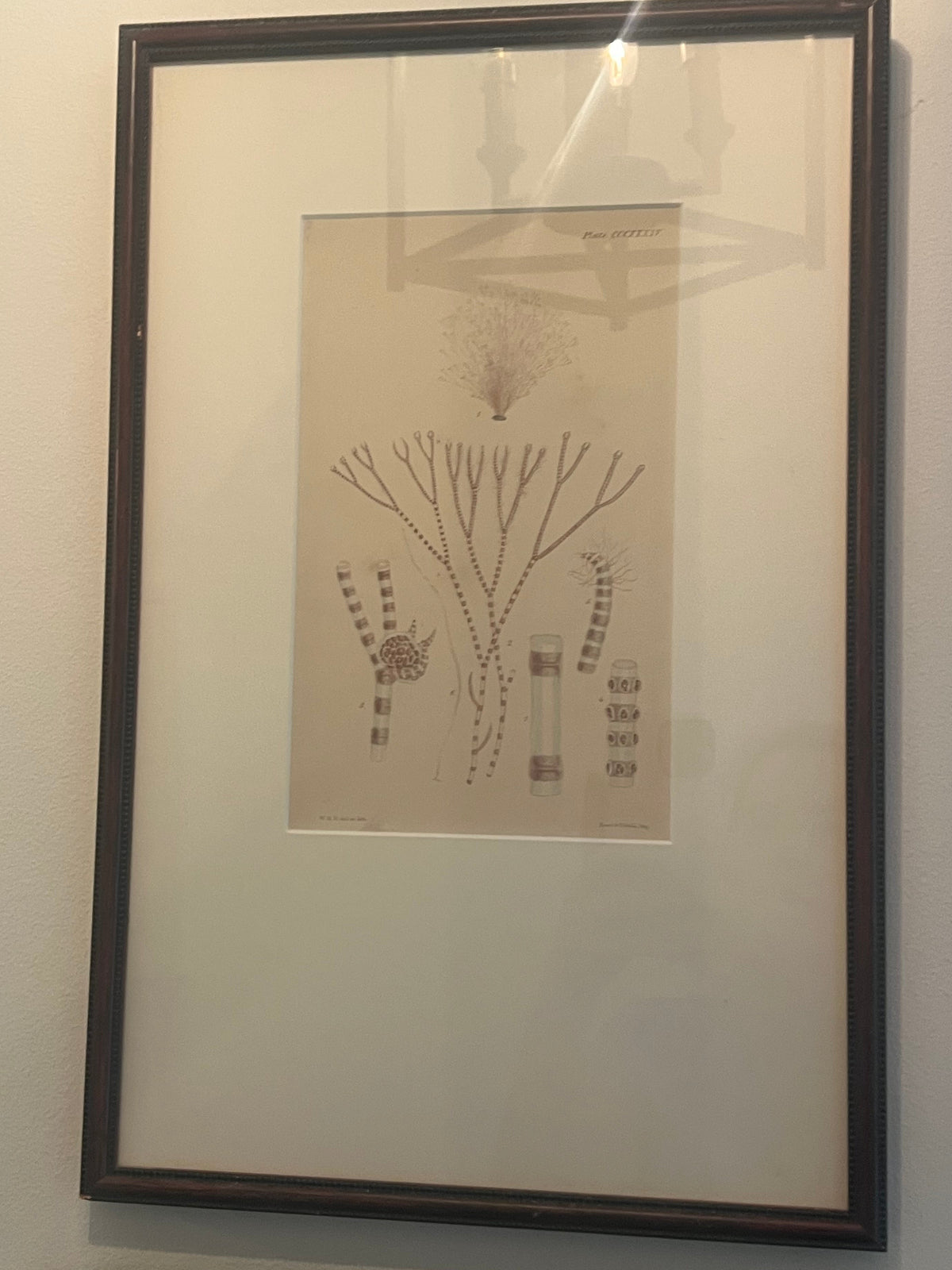 Set of Four Vintage Coastal Botanical Prints