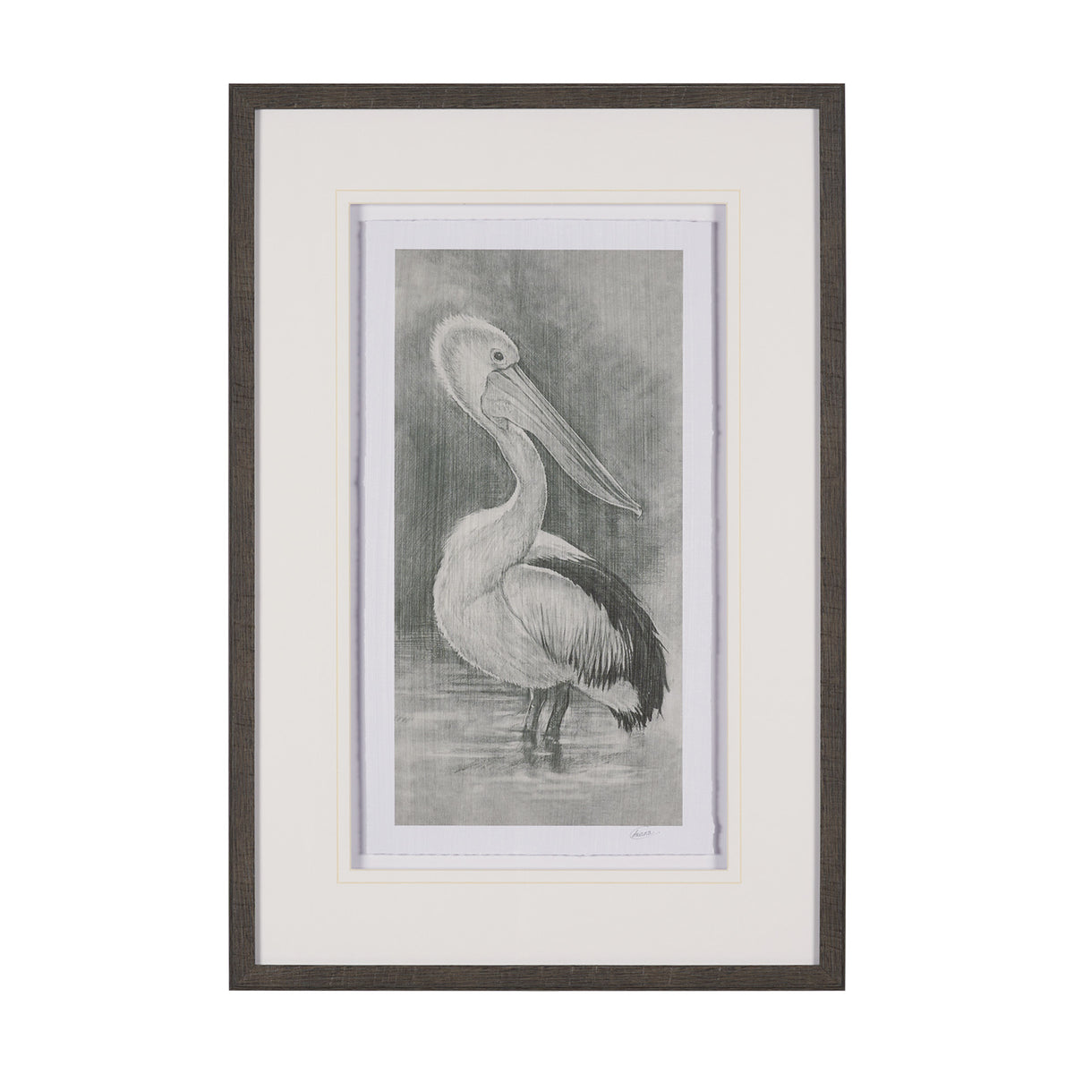 Pelican Sketch