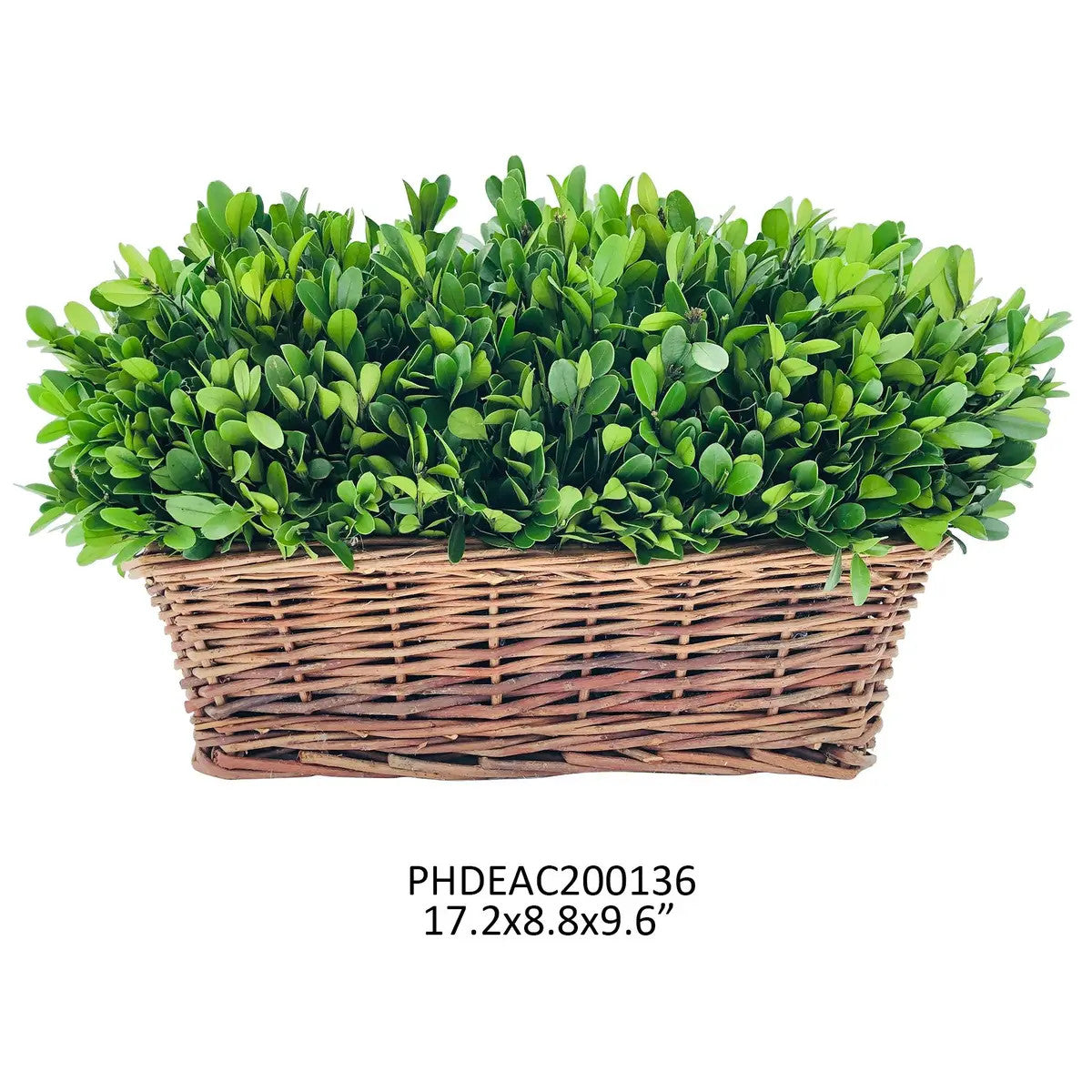 Large Preserved Boxwood Hedge in Basket