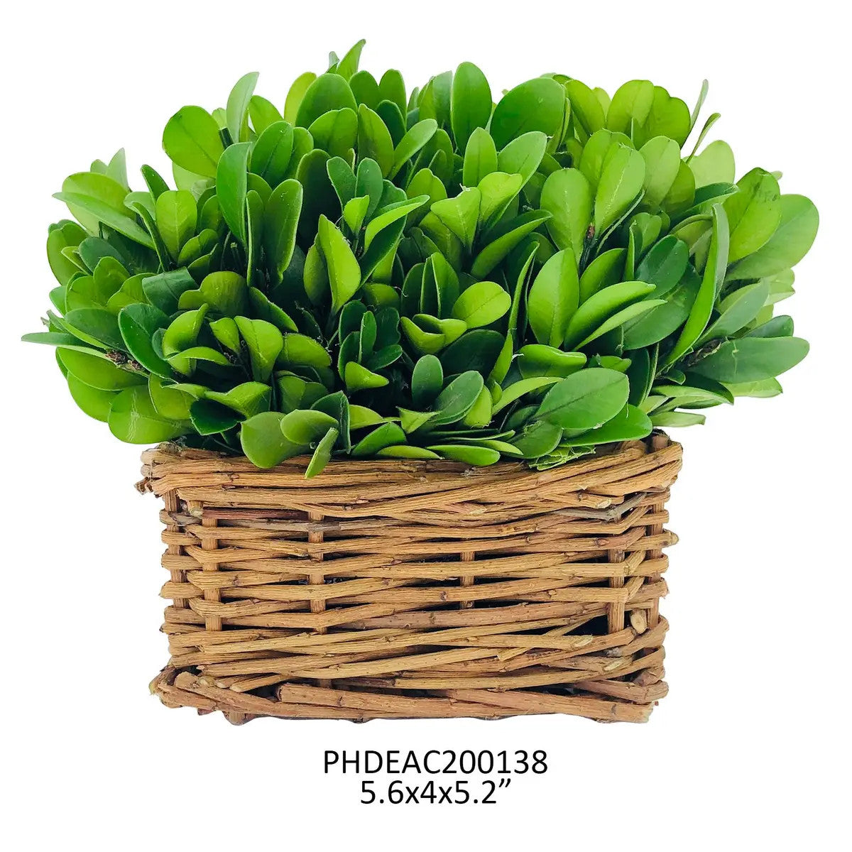Small Preserved Boxwood Hedge in Basket