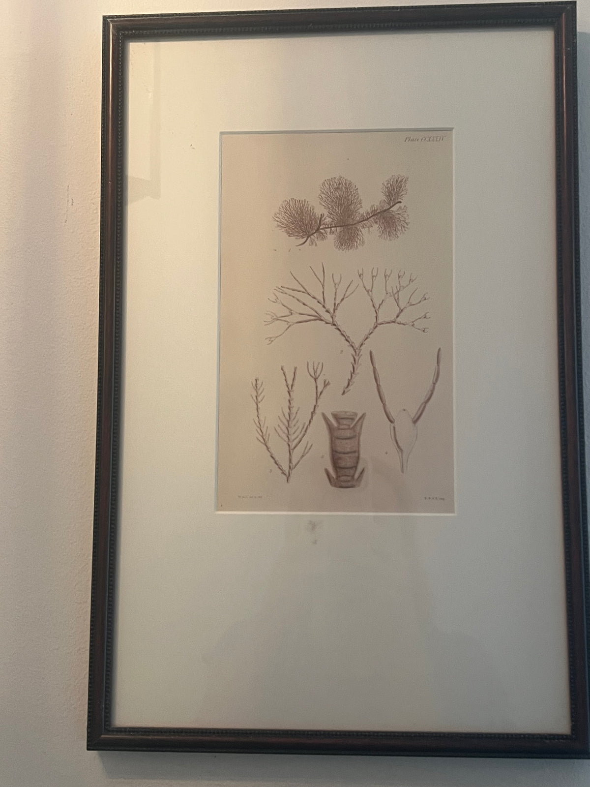 Set of Four Vintage Coastal Botanical Prints