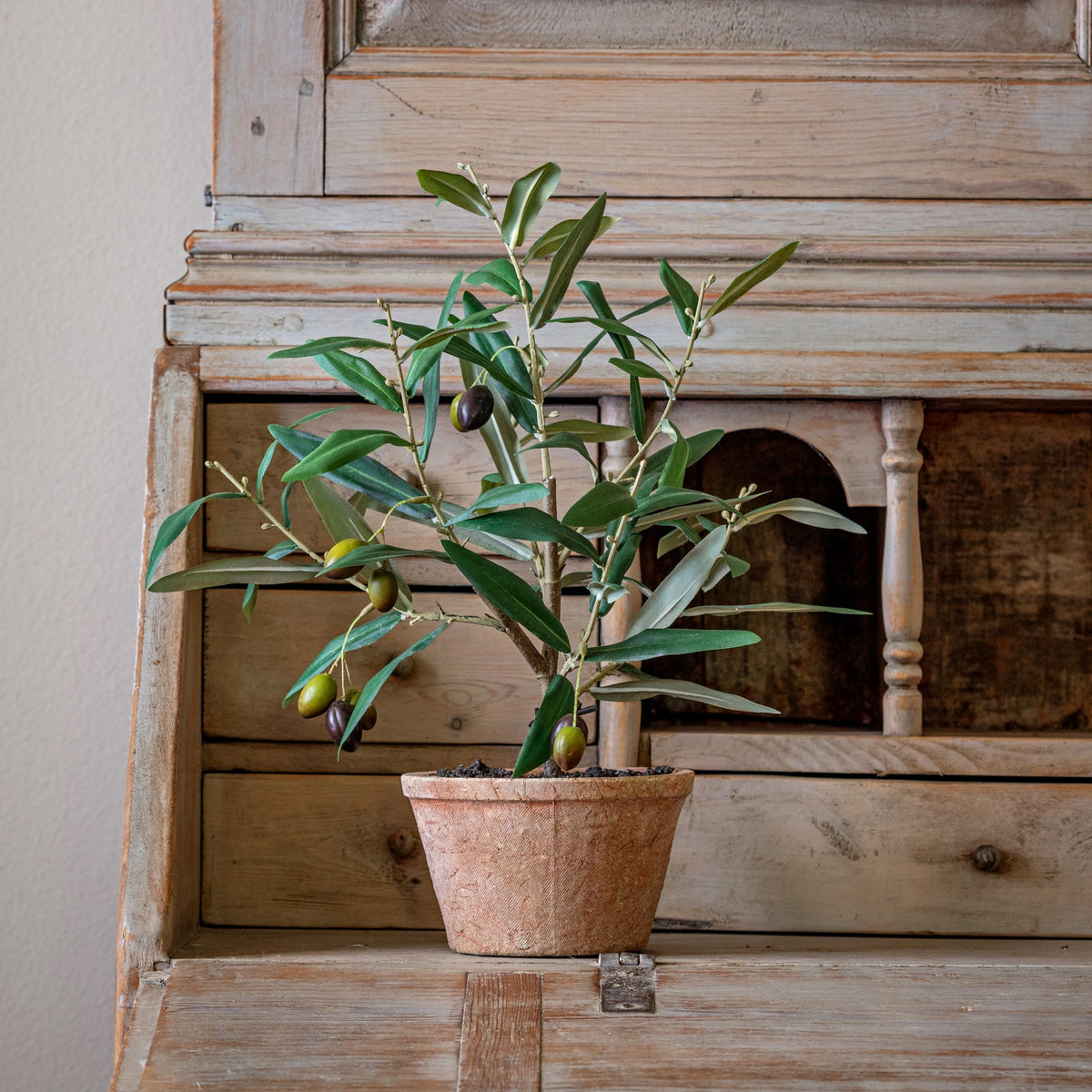 Piccolino Potted Olive Tree