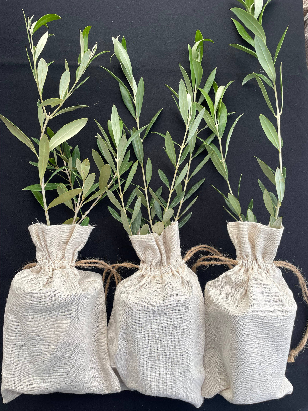 30 Multi-Branch Olive Trees in Burlap